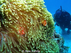 Clownfish playing peekaboo with diver. by Ben Kettle 